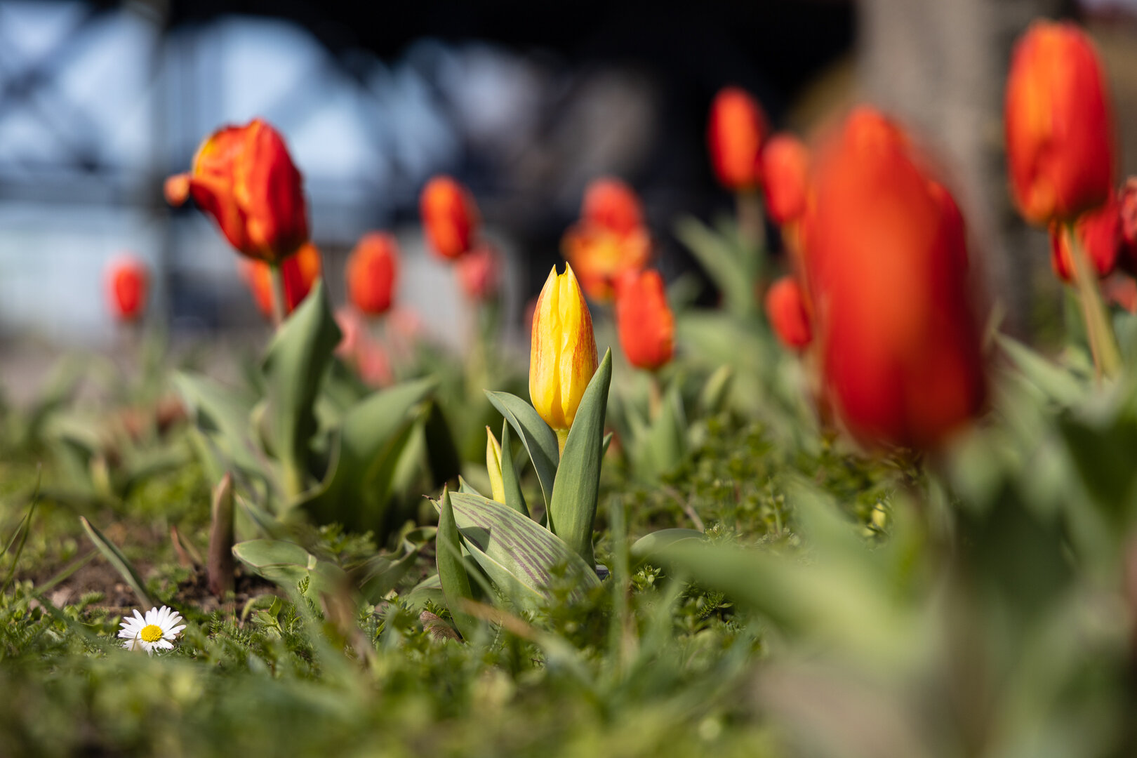 Frühlingsfarben - Rot & Gelb