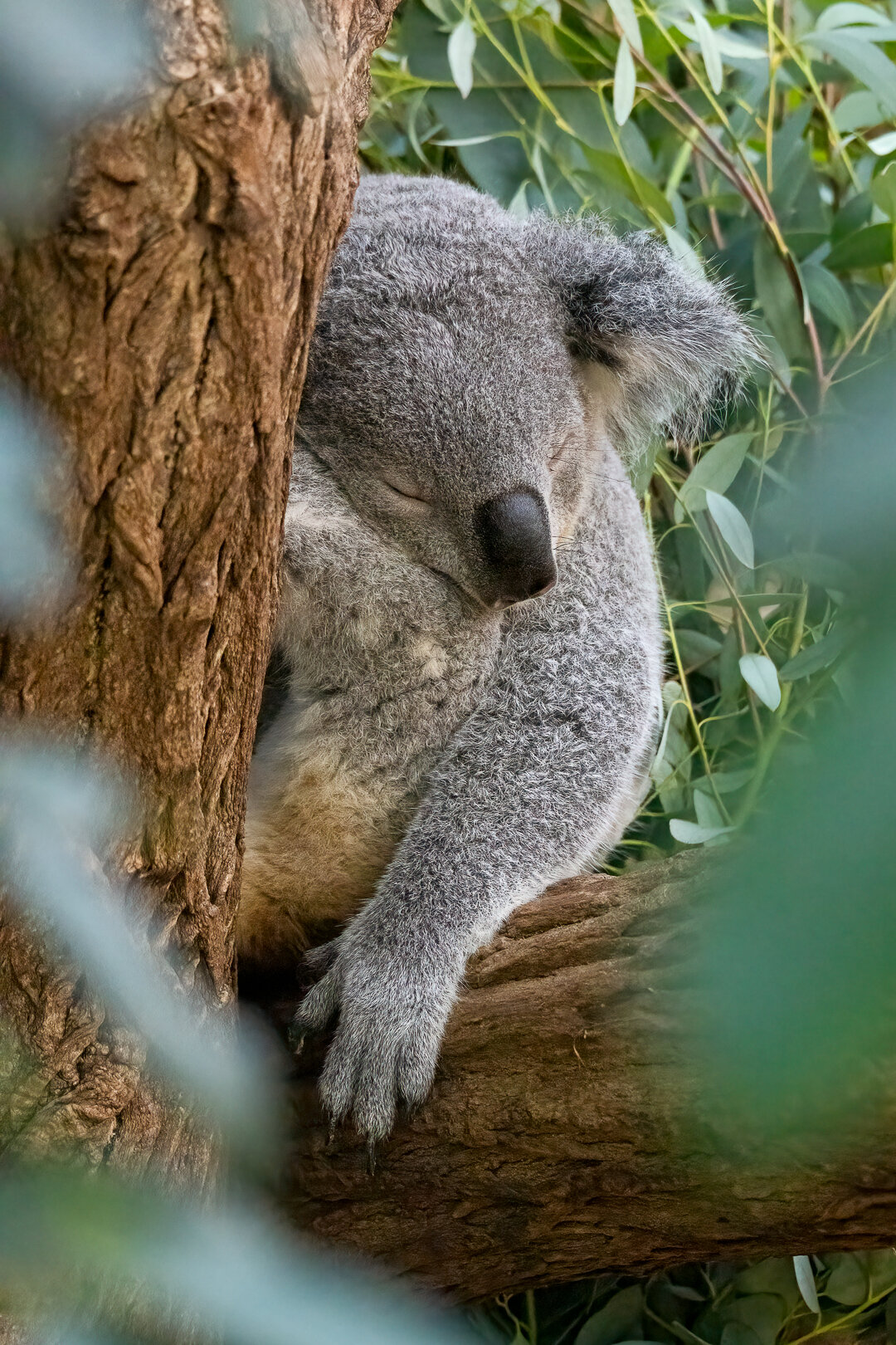 Koala