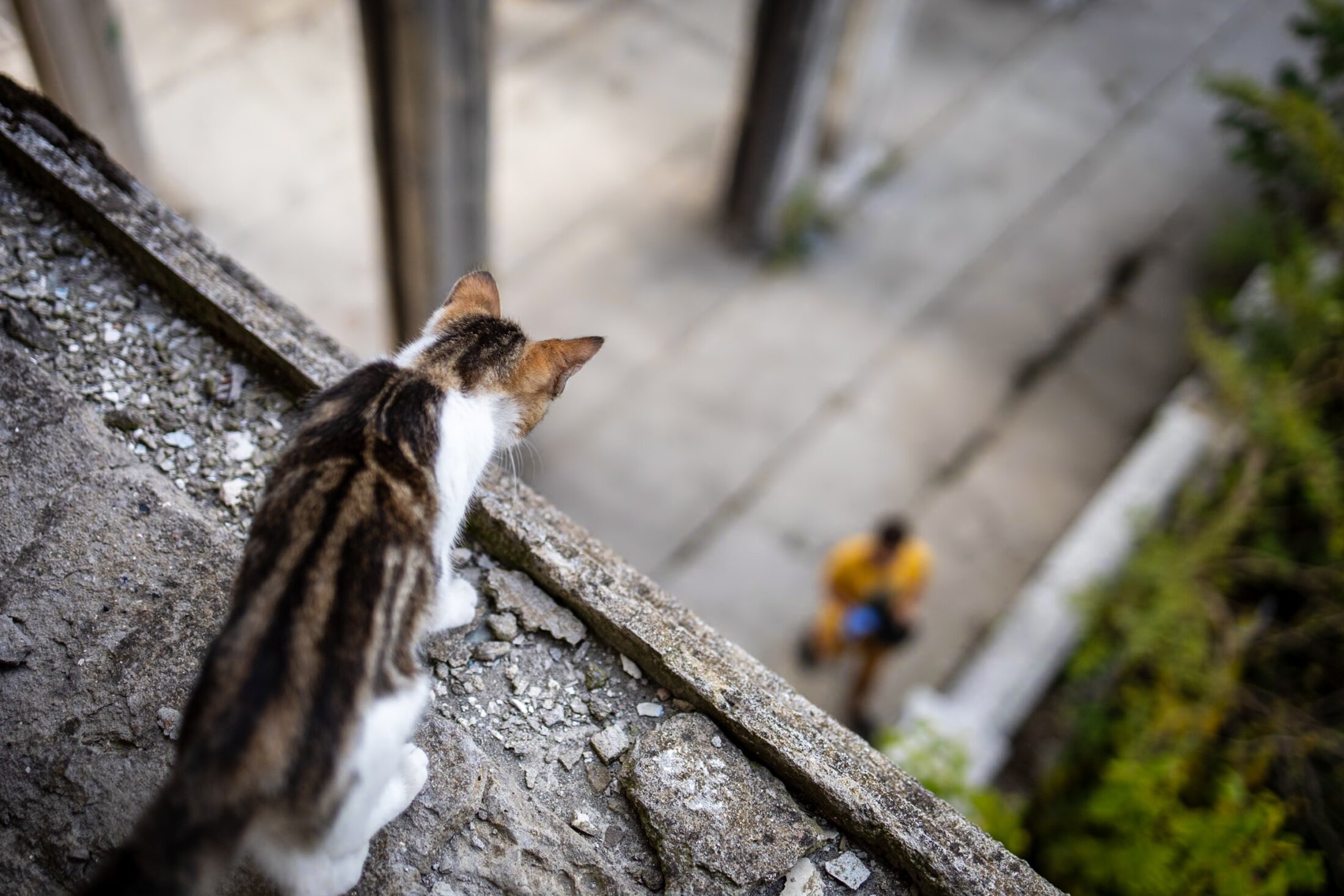 Das Kätzchen von Tskaltubo