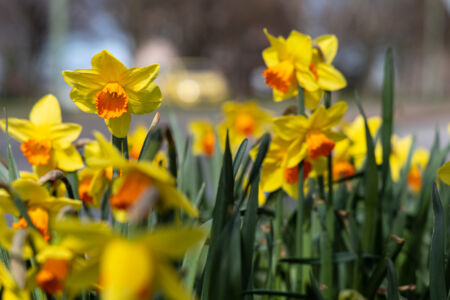 Frühlingsfarben - Gelb