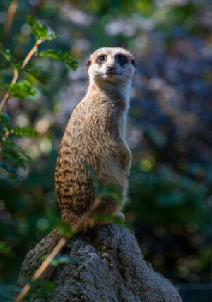 Erdmännchen