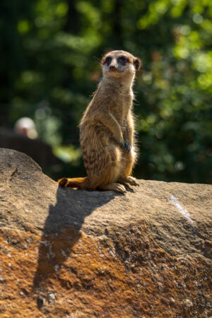 Erdmännchen