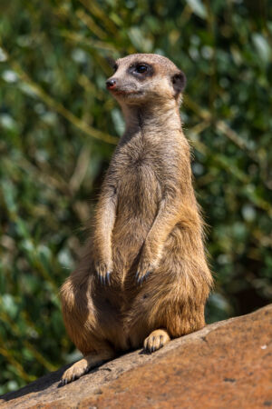 Erdmännchen