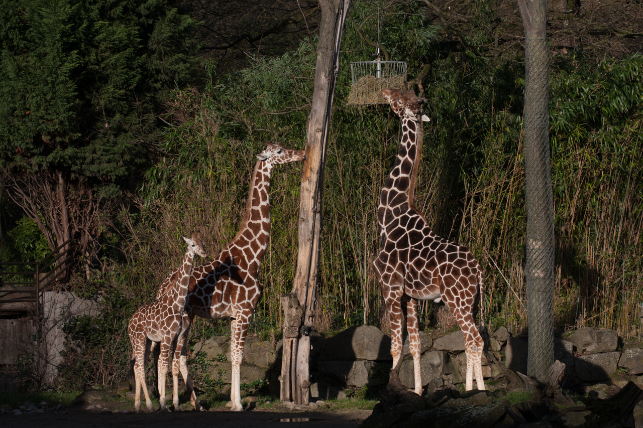 Zoo Duisburg