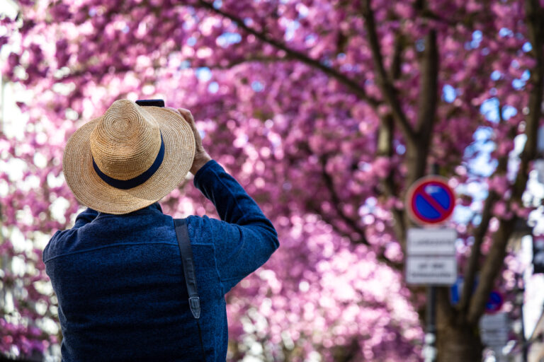 Eine Person mit Strohhut von hinten fotografiert mit einem Handy. Er steht vor der pinken Kulisse einer Kirschblüten-Allee