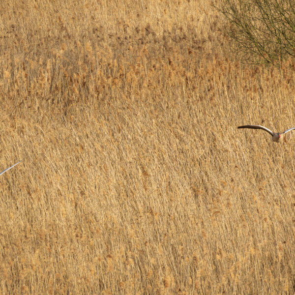 Zwischen Enten, Störchen und Schwänen