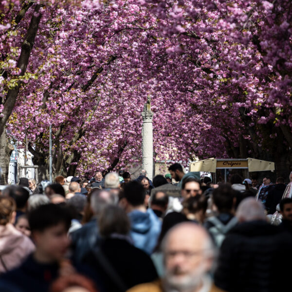 Die ganze Stadt ist rosa Pink Pink Pink